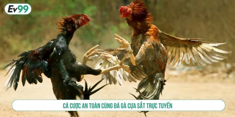 Chơi Đá Gà Cựa Sắt Tại EV99 Trải Nghiệm Cược Minh Bạch