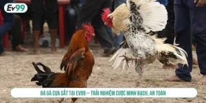 Đá Gà - EV99