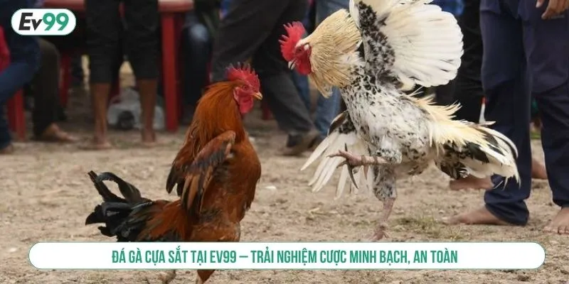 Chơi Đá Gà Cựa Sắt Tại EV99 Trải Nghiệm Cược Minh Bạch