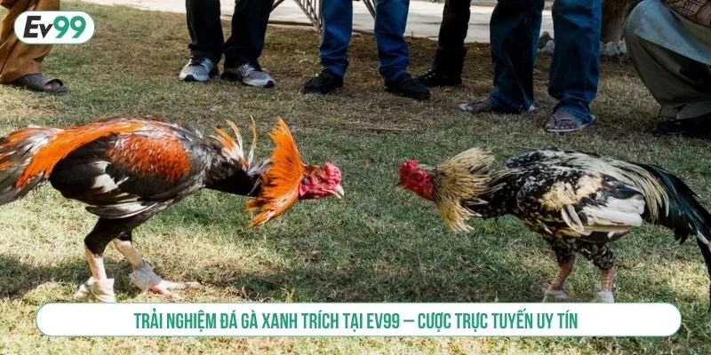 Trải Nghiệm Đá Gà Xanh Trích Tại EV99 Cược Online Uy Tín