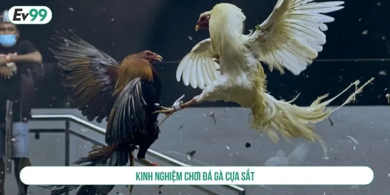 Chơi Đá Gà Cựa Sắt Tại EV99 Trải Nghiệm Cược Minh Bạch