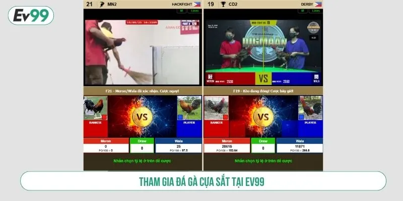 Chơi Đá Gà Cựa Sắt Tại EV99 Trải Nghiệm Cược Minh Bạch