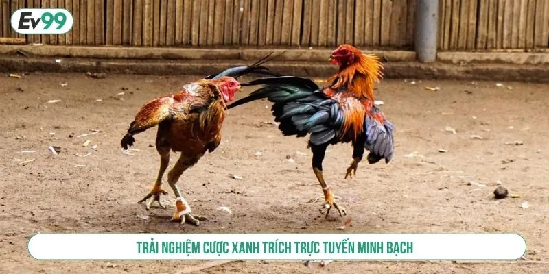 Trải Nghiệm Đá Gà Xanh Trích Tại EV99 Cược Online Uy Tín