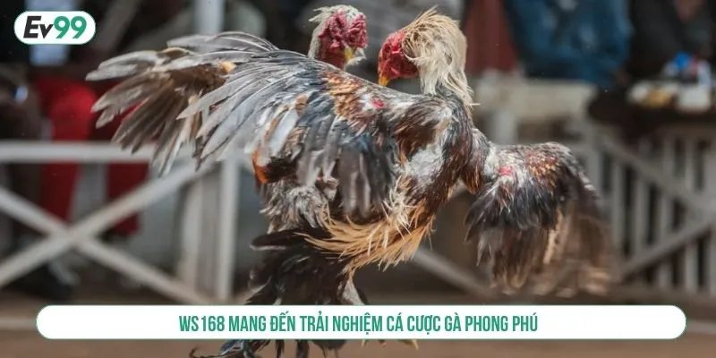 Đá Gà WS168 Tại EV99 Trực Tiếp HD, Tỷ Lệ Cược Cao Nhất